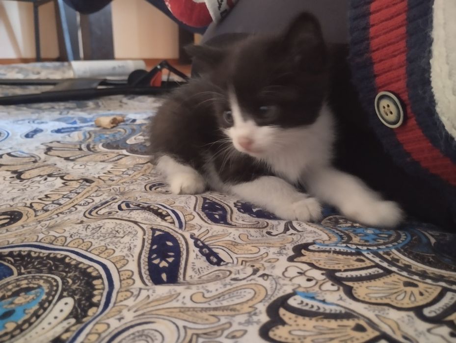 Продаю котят. Послушные.
