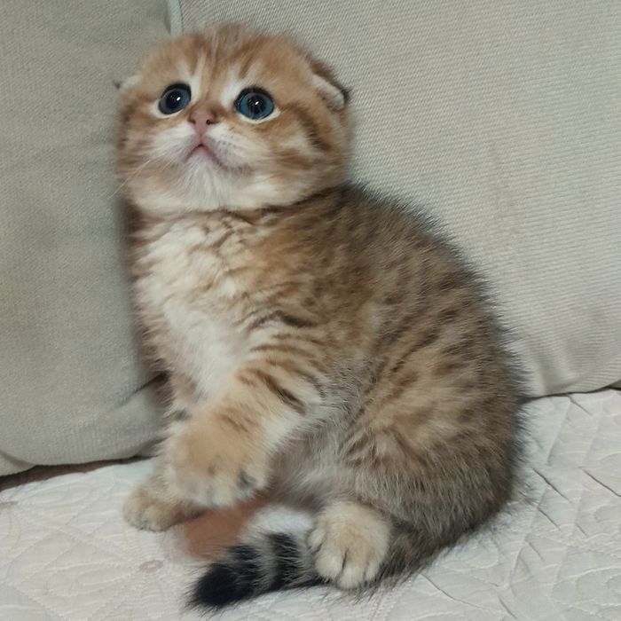 Продается шикарный мальчик скотишфолд,золотая шиншилла.