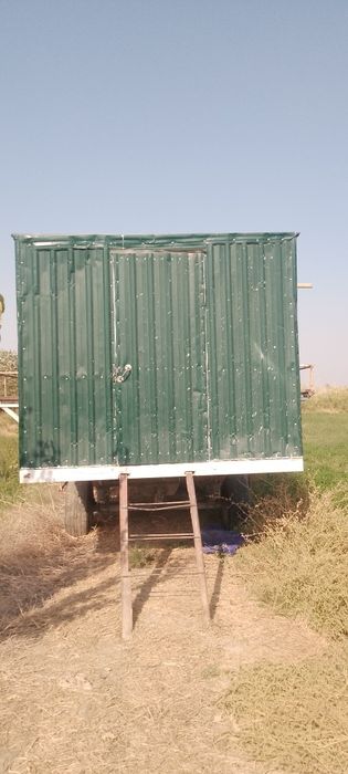 Asal ari pavilob