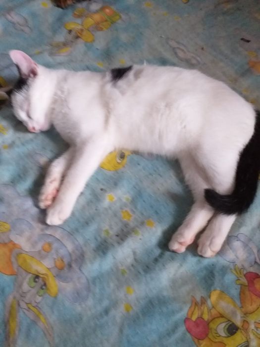 Donez pui de pisica 3- 6 luni