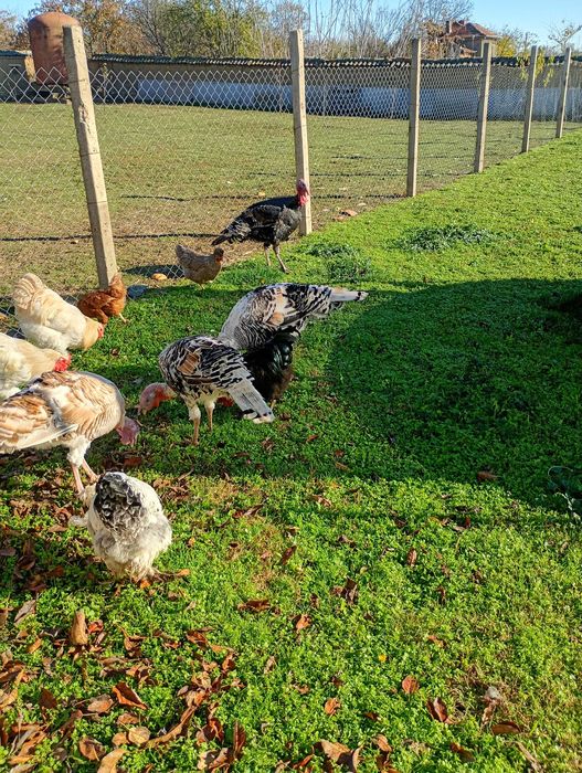 Предлагам пуяци.