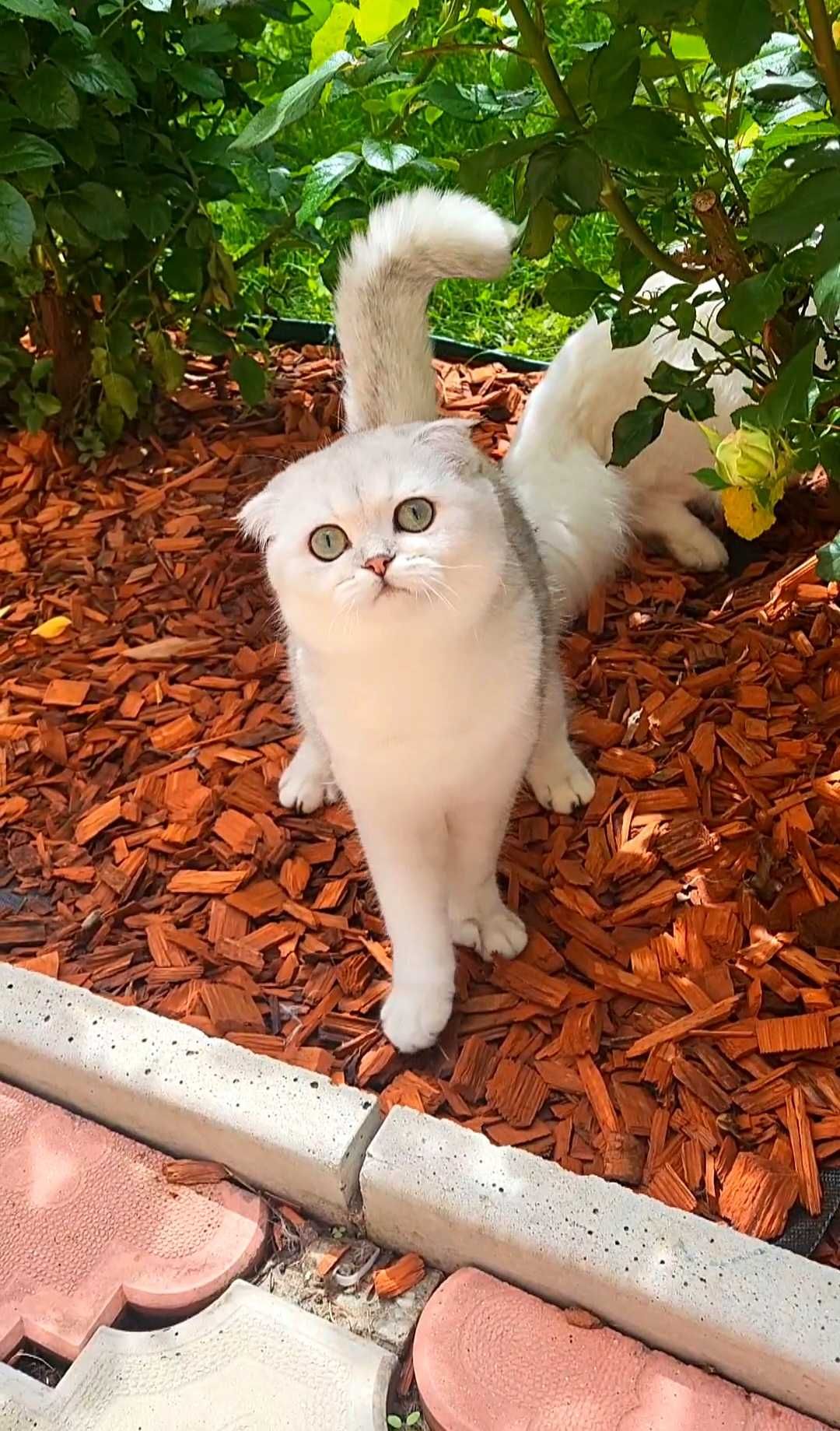 Scottish fold fetita exemplar superb cu pedigree 6 luni