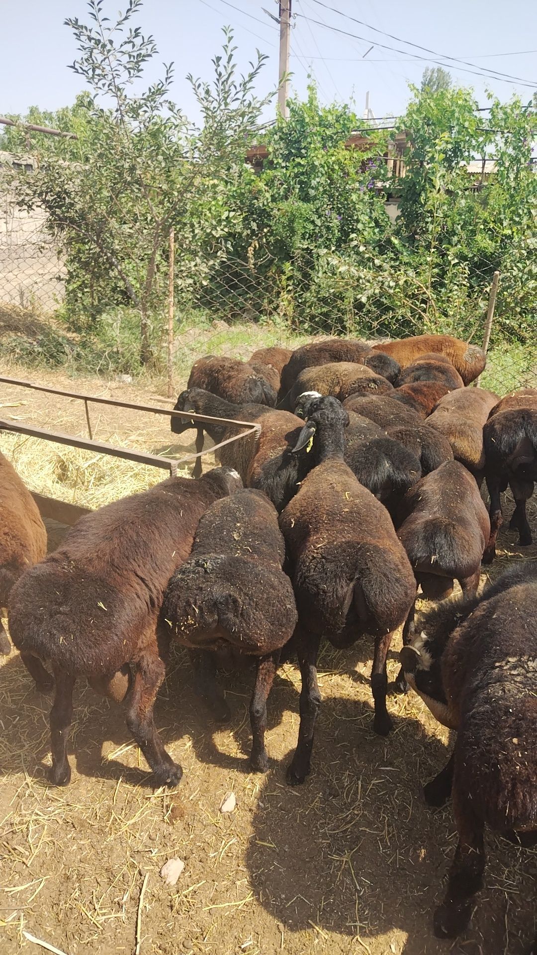 Qochqorlar bor, narxi opsanyada