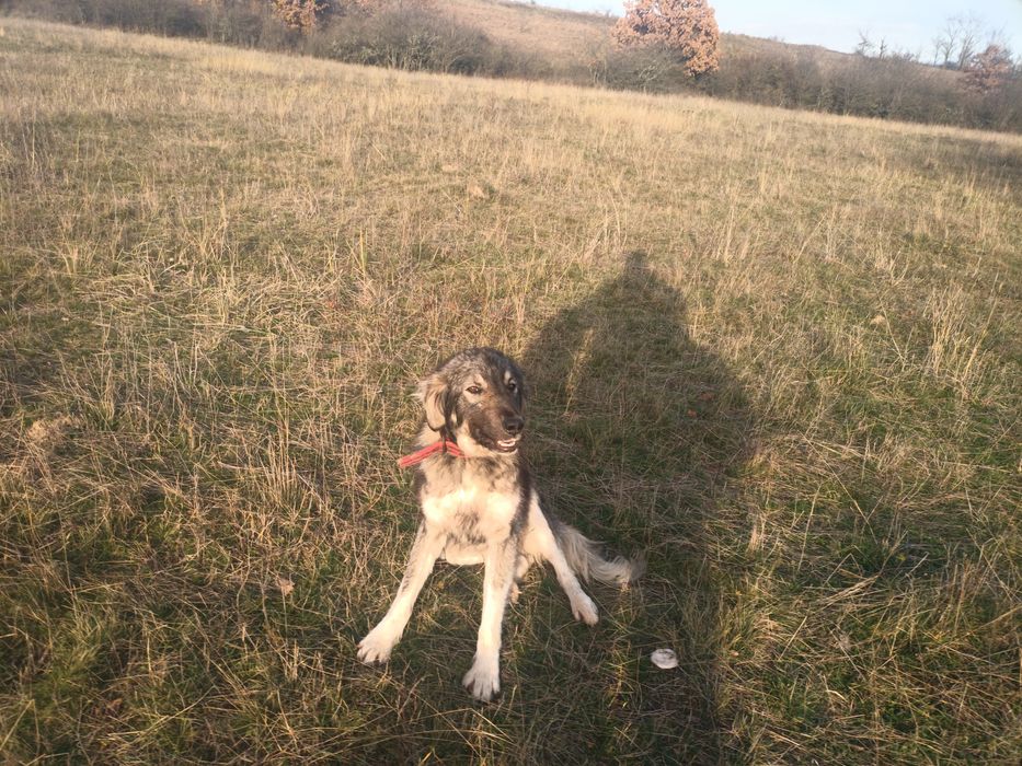 Donez câine carpatin