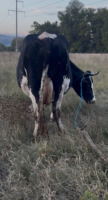 Vând vaca depusă sa fete