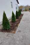 Plante decorative pentru orice spațiu verde!