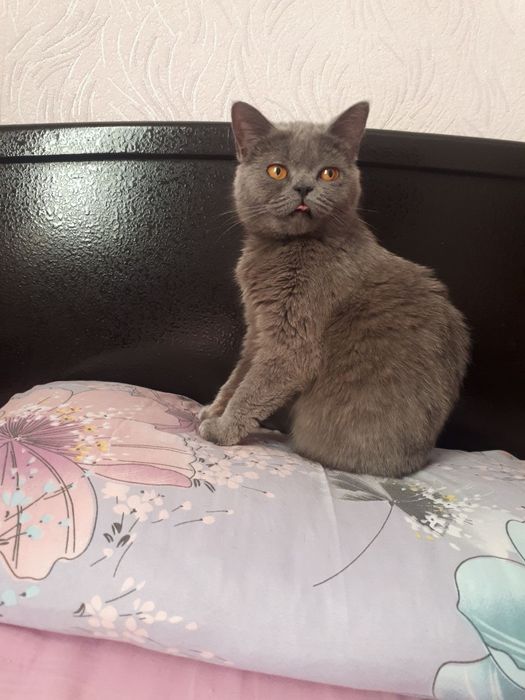 Девочка скоттиш страйт