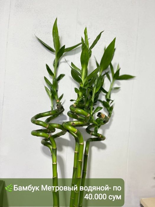 Сизигиум, Подакарпус Хамедорея и др  комнатные растения