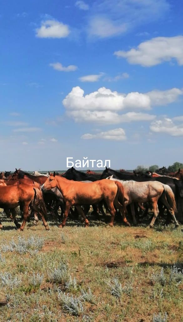 Продам Бие и Байтал