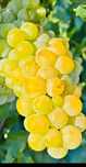 Vindem struguri de vin