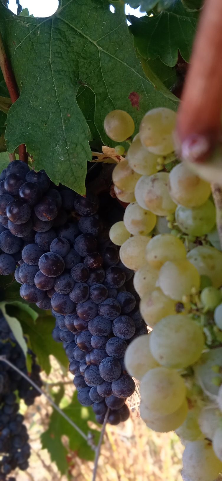 Struguri pentru vin Cabernet, Survinion