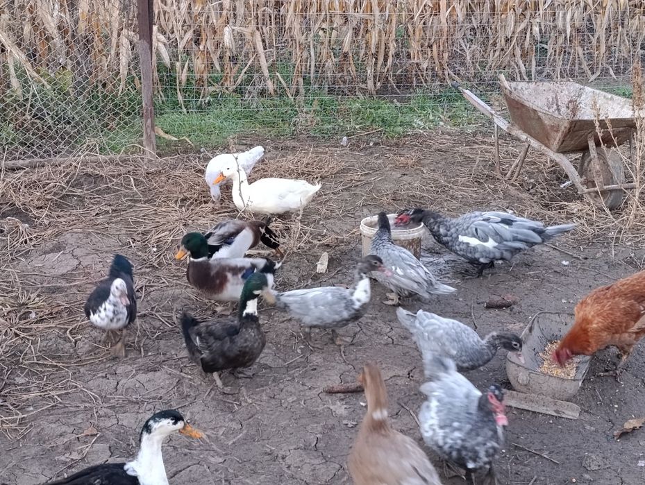 Rațe mute și comune