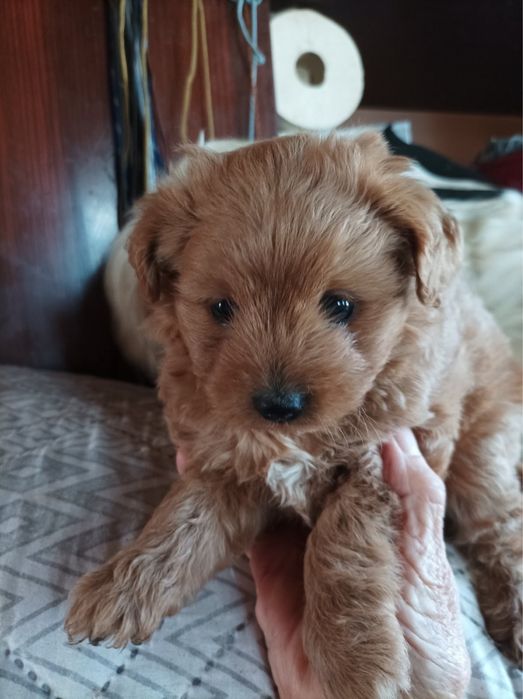 Малтипу продава се