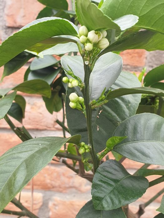 Portocal rosu de Sicilia