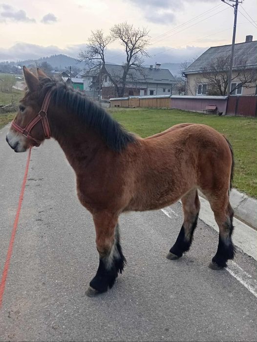 Vând mânz de 6 luni