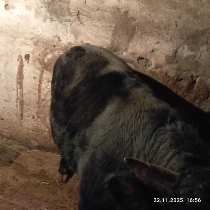 Продам быка с откорма.