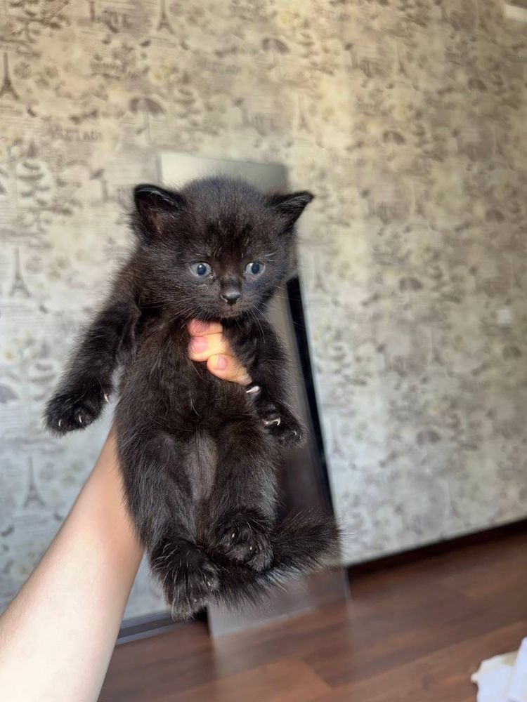 Отдаю котят в добрые руки