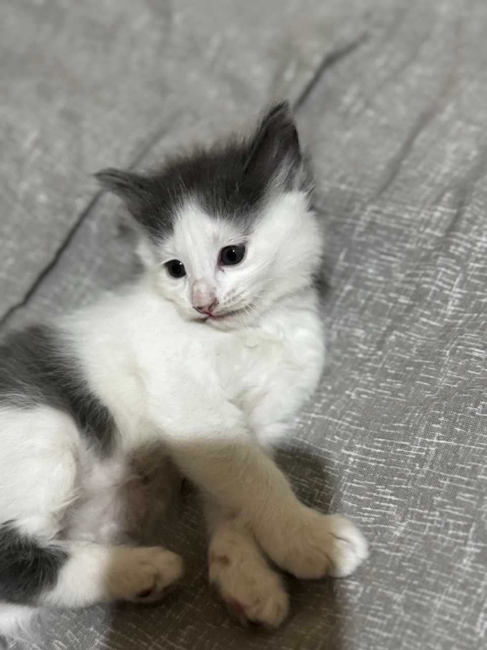Продам игривых котят