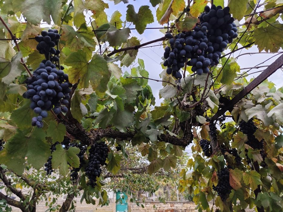 Продавам къща с дворно място в с.Есен,общ. Сунгурларе