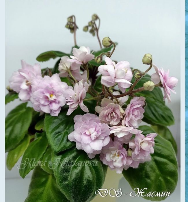 Сортовые фиалки: детки, стартнры сенполий