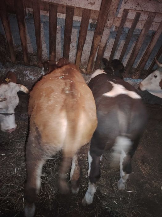 Vitei.                                              .