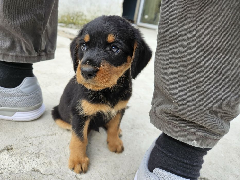 Подарявам мъжки гончета