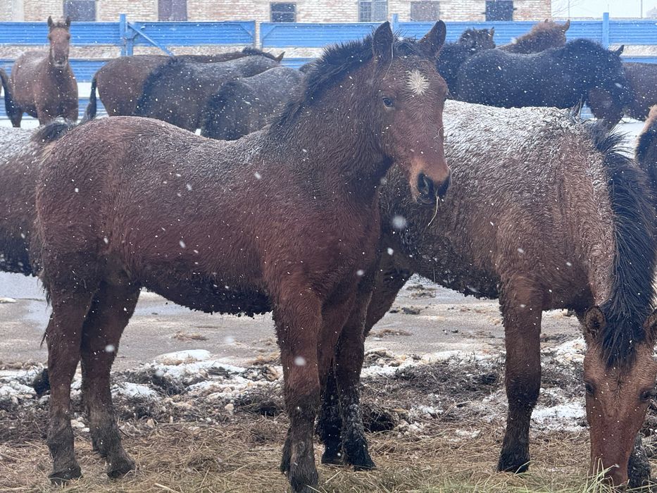 Продам лошадей 1,5 годовалые