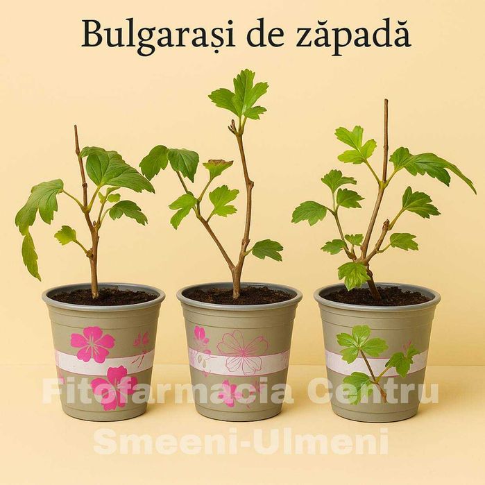 BULGĂRAȘ DE ZĂPADĂ ,Viburnum opulus , Calin , Bulgar de zapada