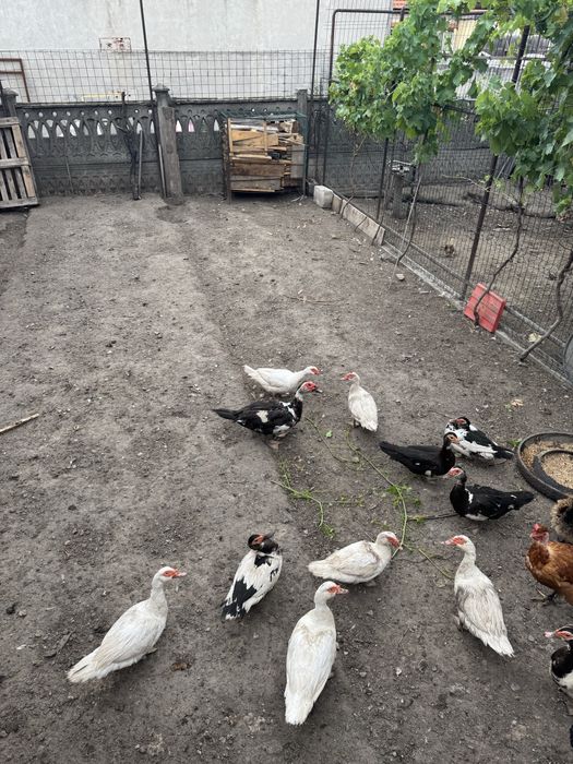 Vand rate mute 50 lei/buc