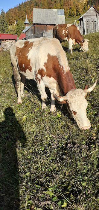 Vaca balţată de vânzare