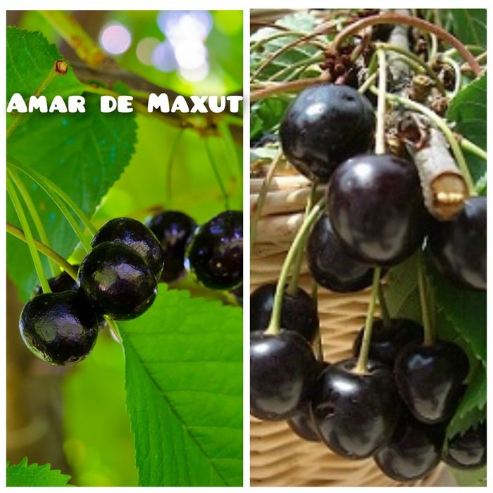 Cires (Soiul Amar de Maxut )