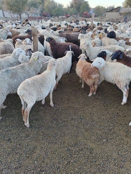 90 бас саулық қой сатылады