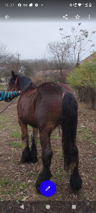 Armăsar un an jumate Ardenez