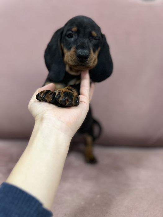 Catel teckel cu Pedigree FCI