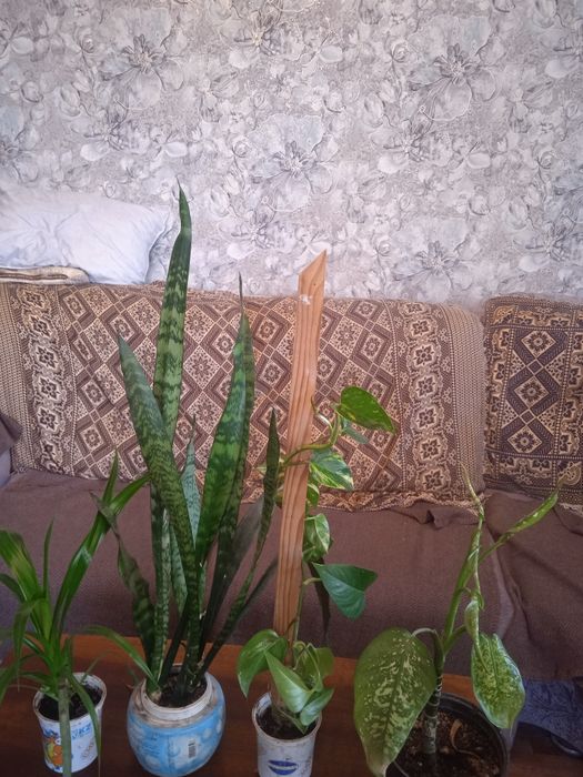 Продам комнатные растения панданус вейча  плющ дифенбахию и тещин язык