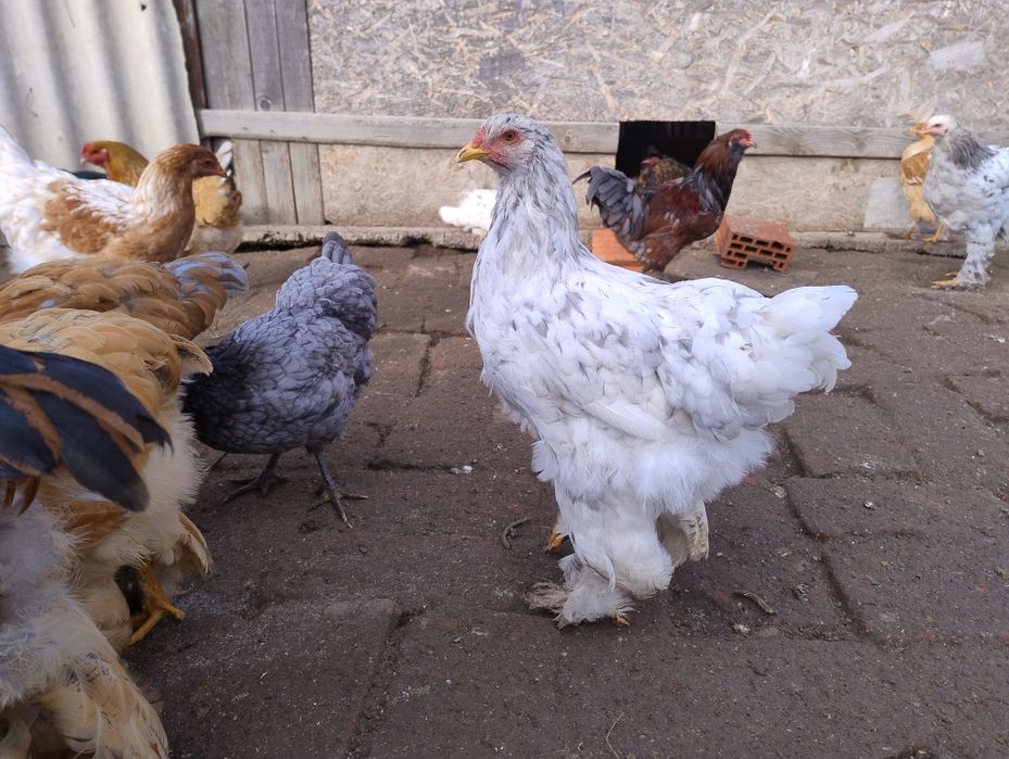 10 brahma de anul acesta