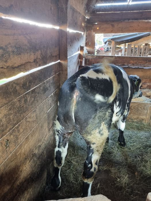 Tauras de rasa belgian