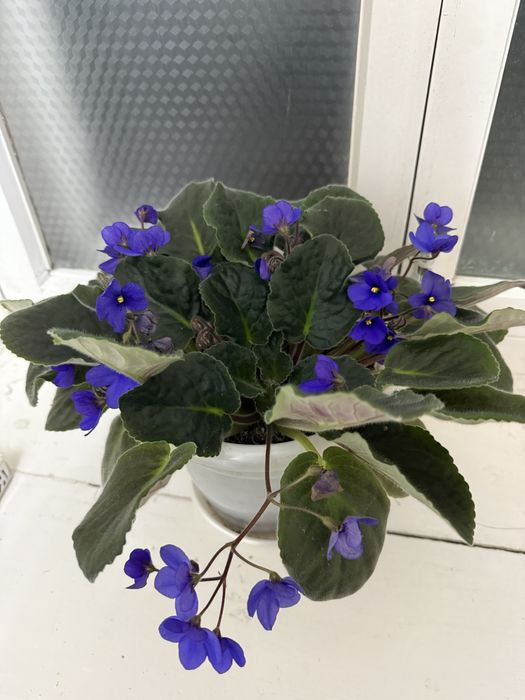 Фиалка комнатная