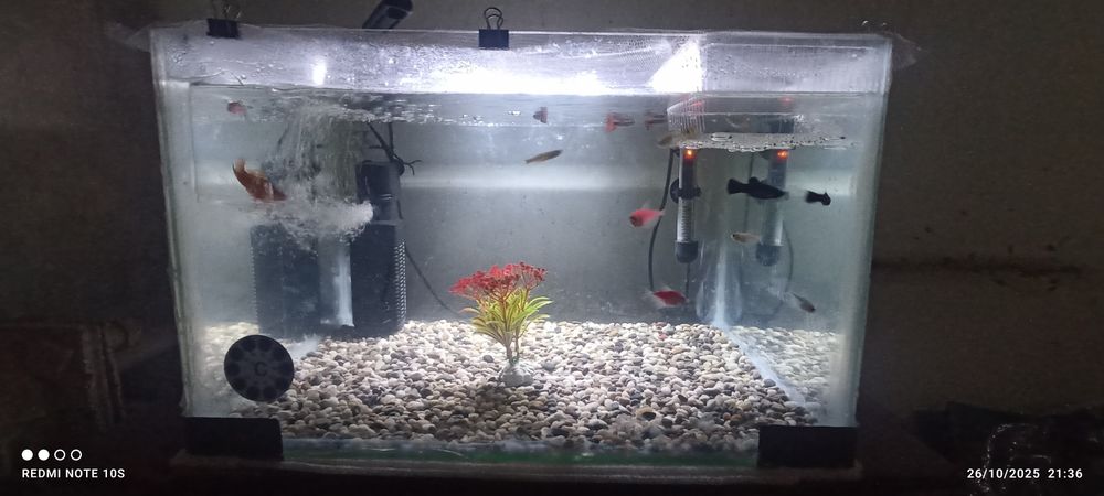 Akvarium sotiladi faqat ozi ! Uzunliqi 50 boyi 30 eni 40 sm 100 ming