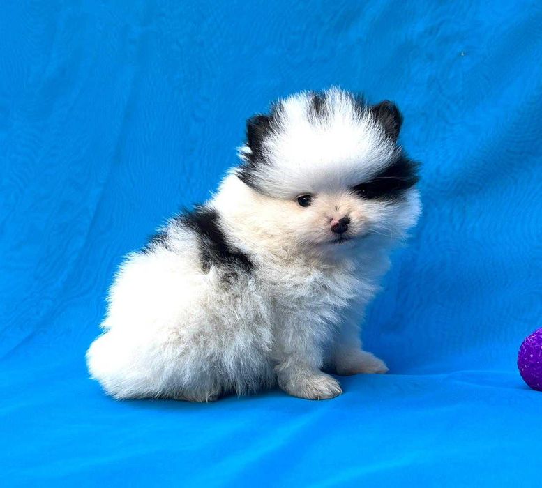 Немецкий шпиц миниатюрный  . Щенки с документами.