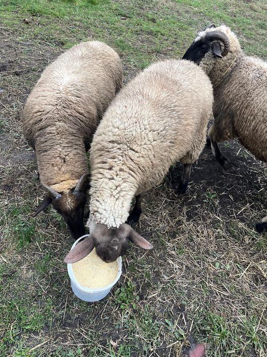 Oi tinere de carne, influență Suffolk – 15 lei/kg viu