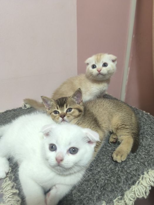 продаются котята подробности по телефону