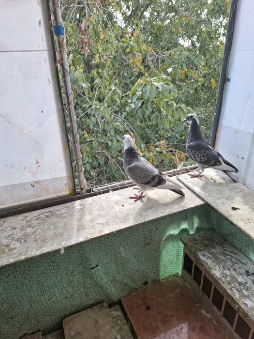 Vând porumbei voiajori sport