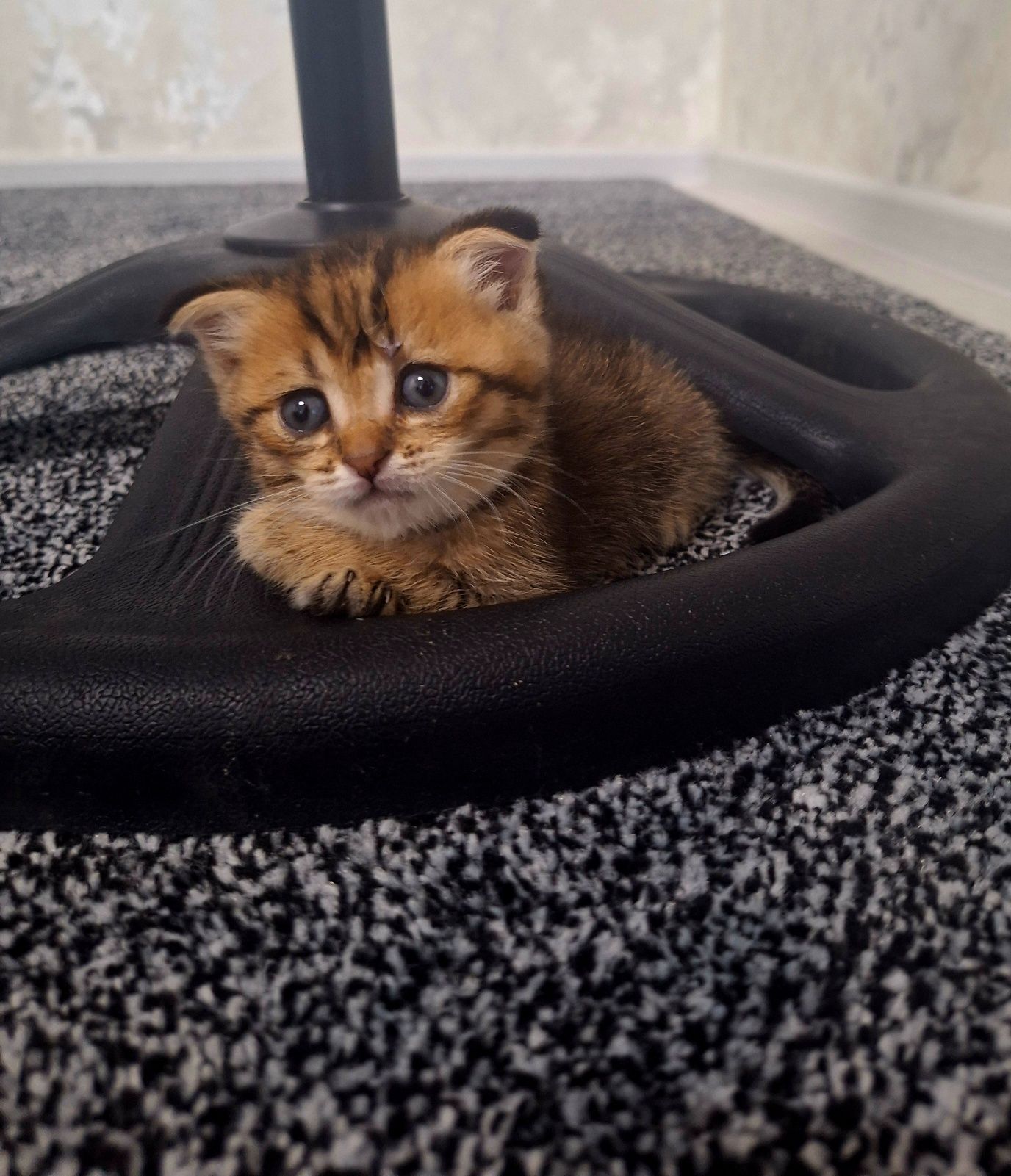 Скотиш фолд Срочно  .Сотилади