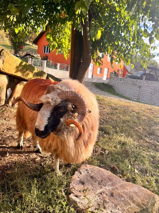 Vind berbec de 3 ani