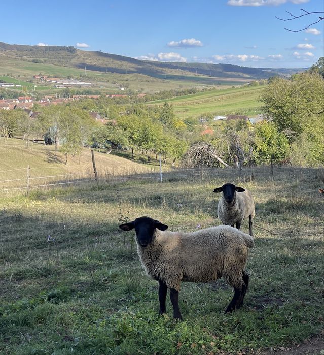 Berbecuti suffolk de vânzare