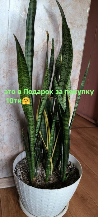 Цветы различные растения