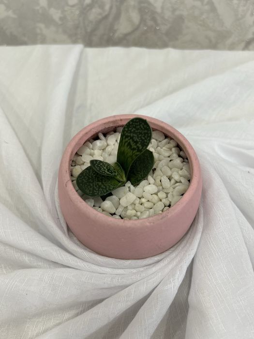 Цветок, цветы в горшках подарок