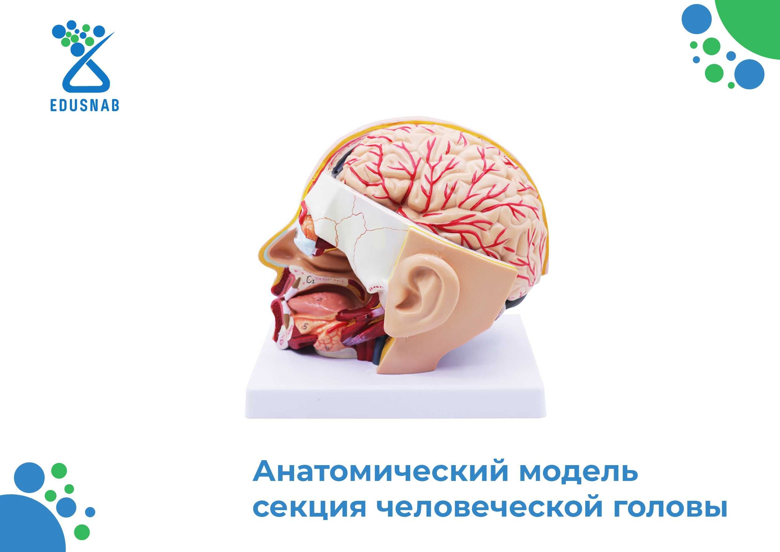 Биология/Анатомический модель/Biologiya /anatomik model