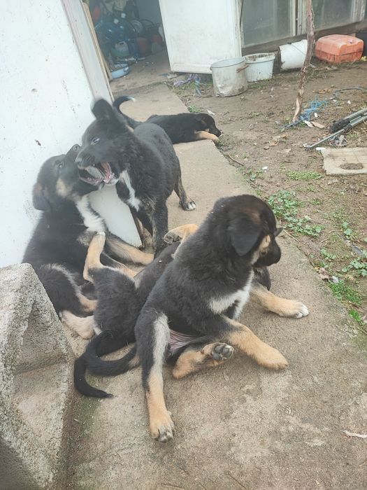 Подарявам тези зверчета на 2-месеца.Майка-каракачанка,баща-немец. Ли